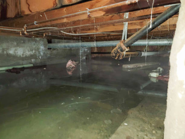 Best Flood damage cleanup  in Prospect Rk, PA